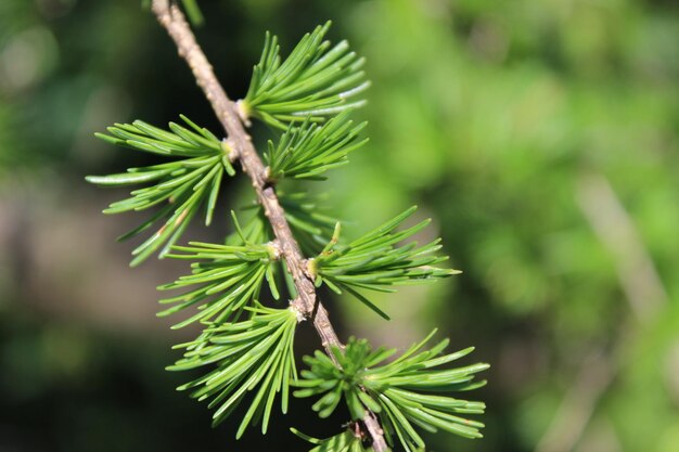 Photo close-up of pine tree