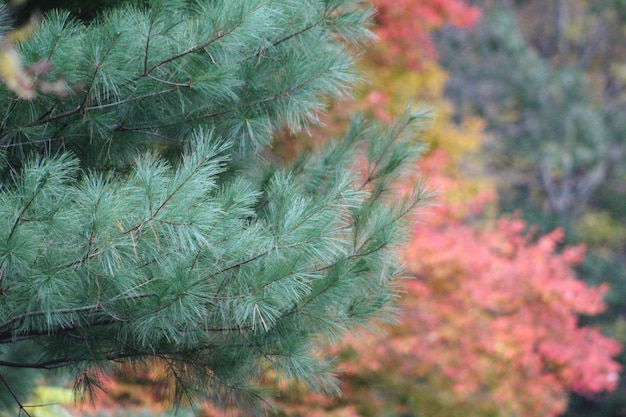 Photo close-up of pine tree