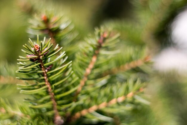 Photo close-up of pine tree