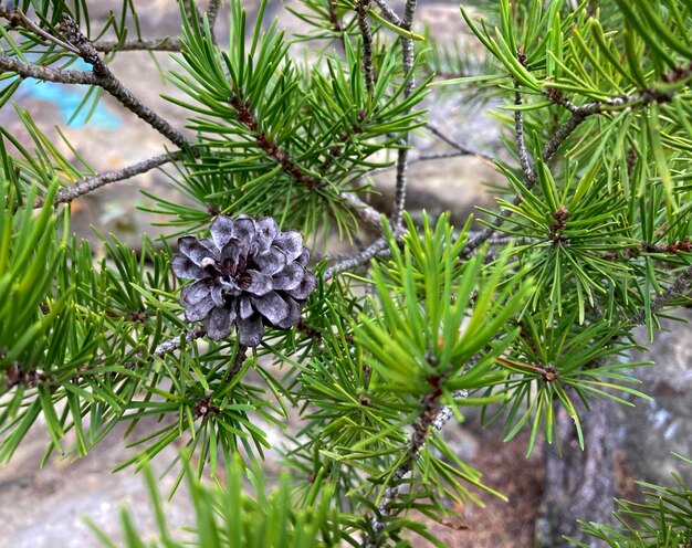 Photo close-up of pine tree