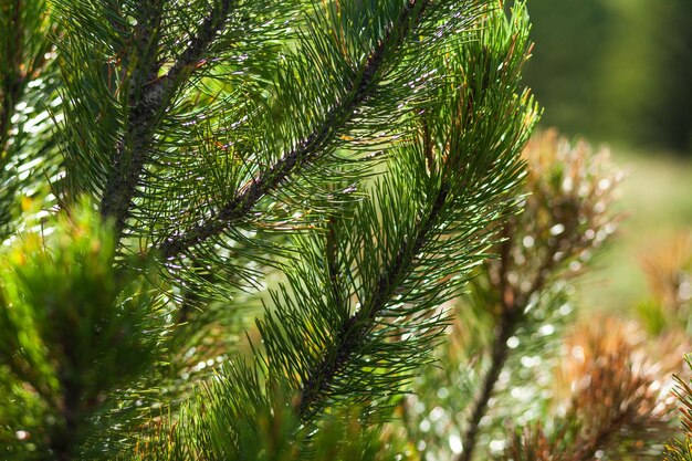 Close-up of pine tree