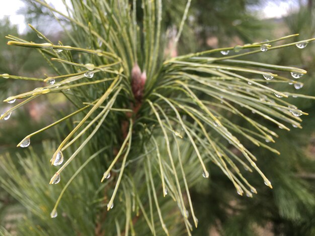 Foto prossimo piano di un pino