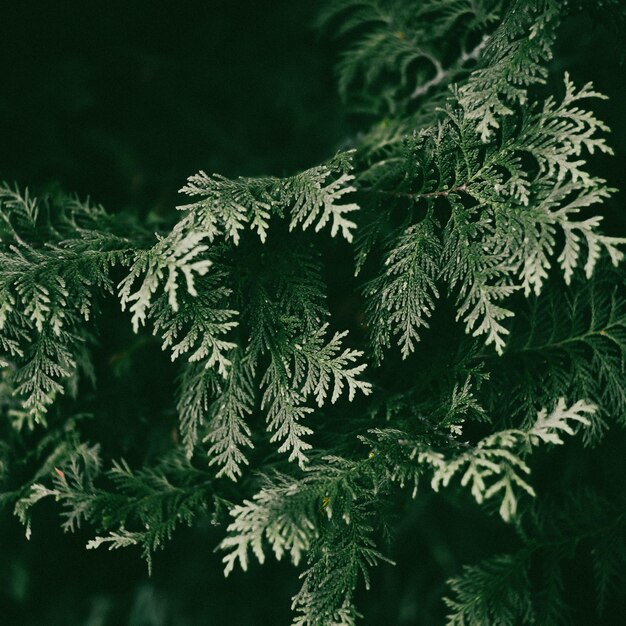 Photo close-up of pine tree