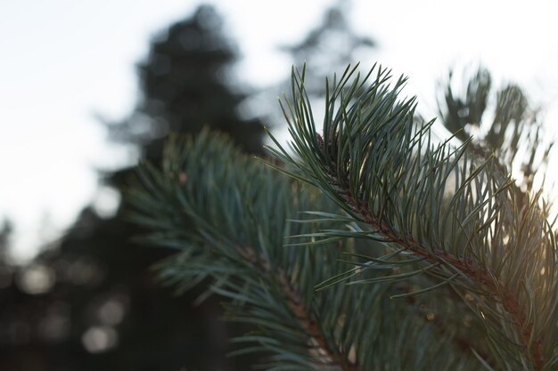 Photo close-up of pine tree