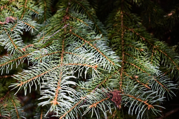 Photo close-up of pine tree