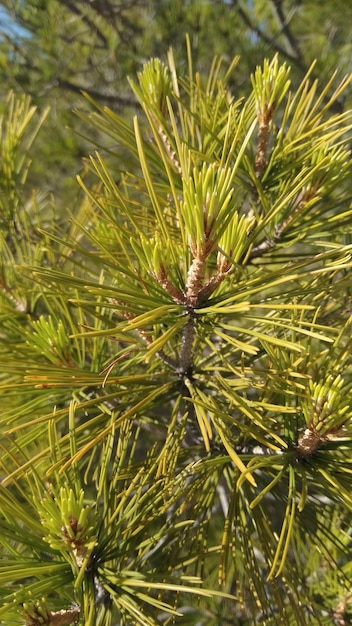 Photo close-up of pine tree