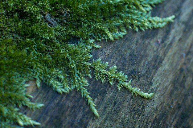 Photo close-up of pine tree