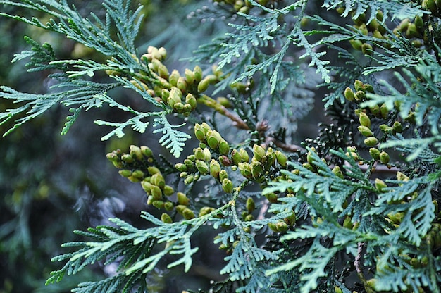 Photo close-up of pine tree