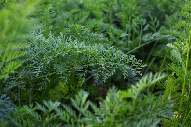 Photo close-up of pine tree