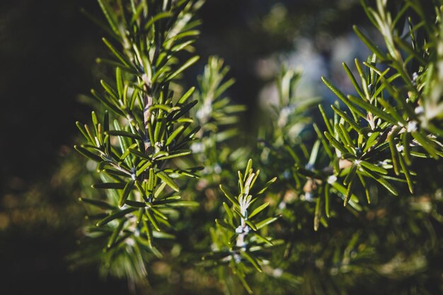 Photo close-up of pine tree