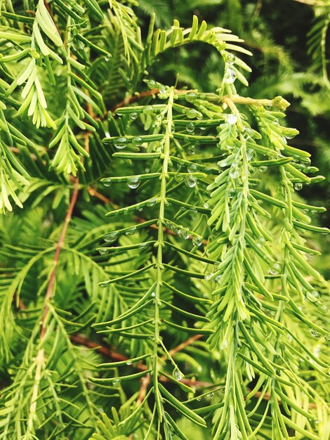 Photo close-up of pine tree