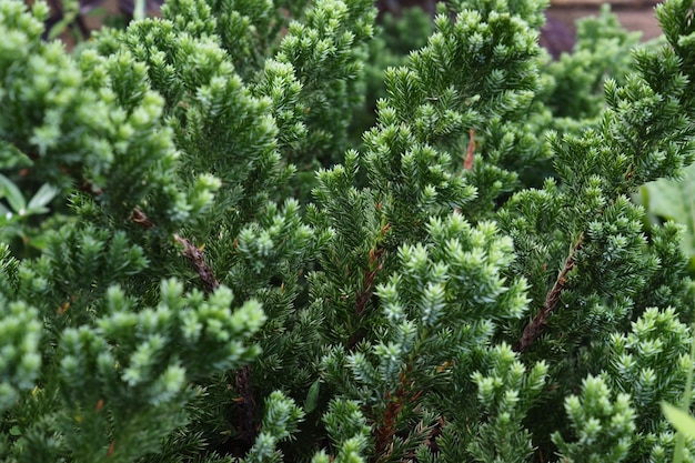 Photo close-up of pine tree