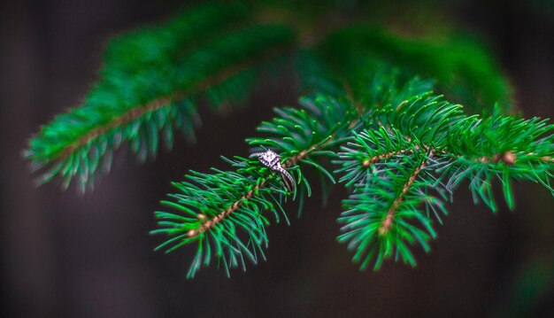 Close-up of pine tree