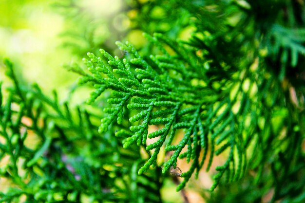 Close-up of pine tree