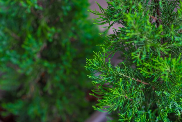 Foto prossimo piano di un pino