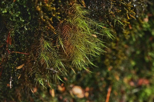 Close-up of pine tree