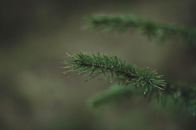 Foto prossimo piano di un pino