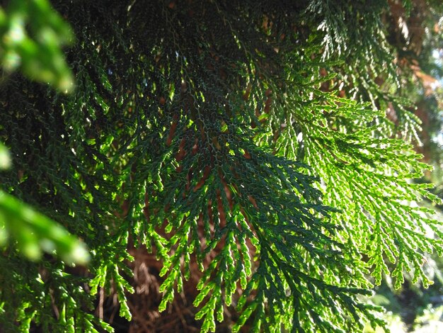 Close-up of pine tree