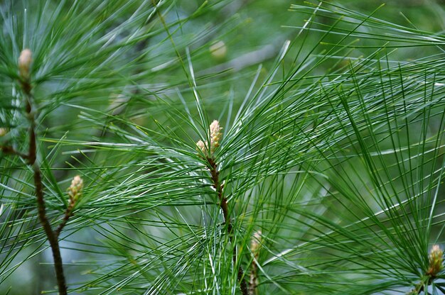 Photo close-up of pine tree