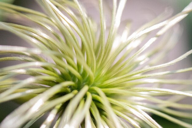 Photo close-up of pine tree