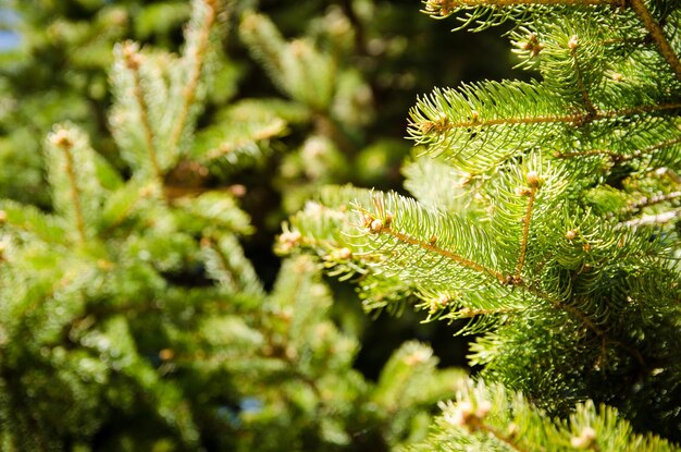 Close-up of pine tree