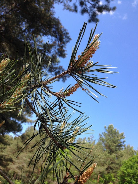 Photo close-up of pine tree