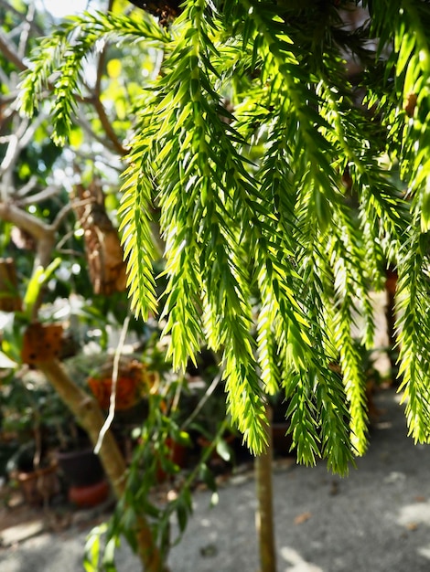 Photo close-up of pine tree