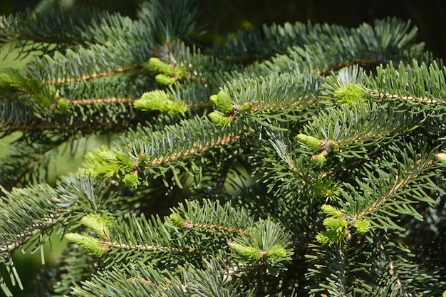 Close-up of pine tree