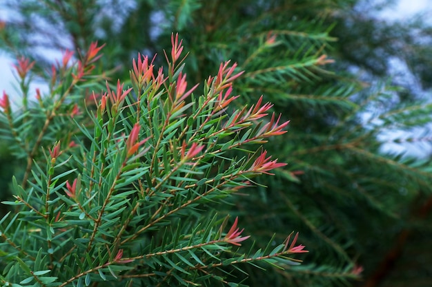 Close-up of pine tree