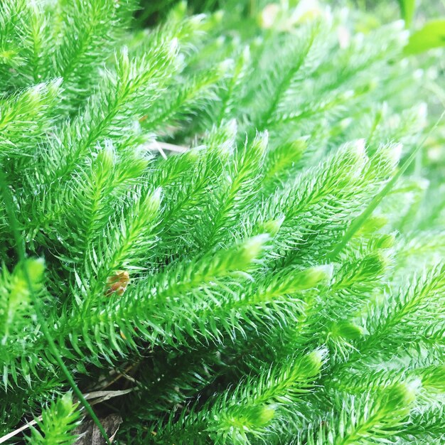 Close-up of pine tree