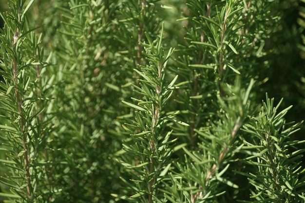 Photo close-up of pine tree