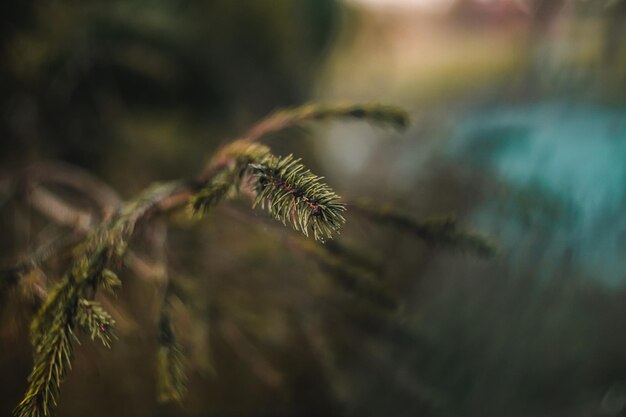 Photo close-up of pine tree