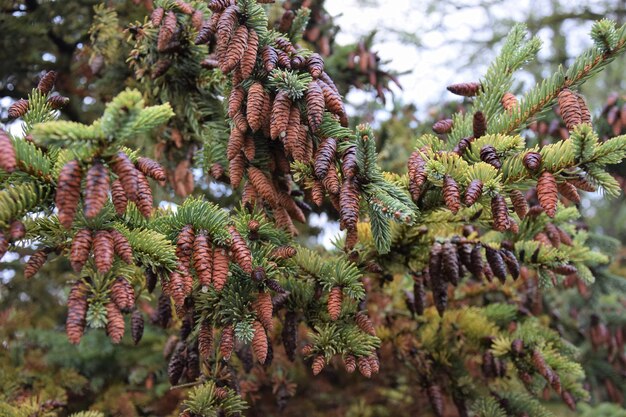 Close-up of pine tree