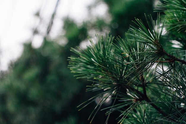 Photo close-up of pine tree