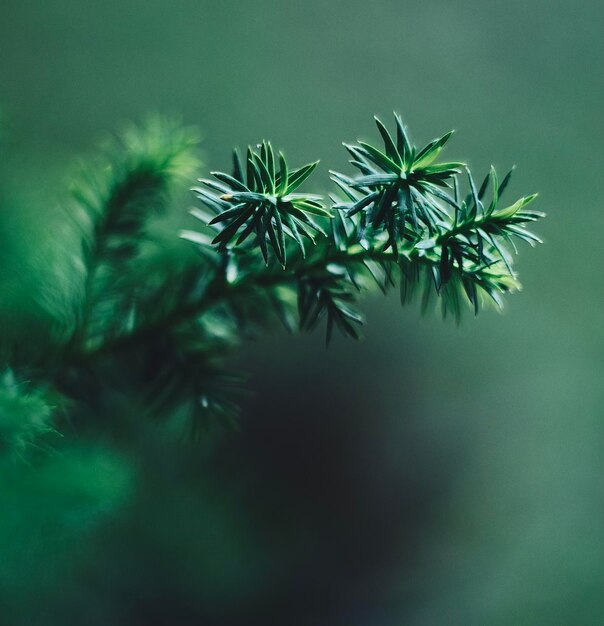 Foto prossimo piano di un pino