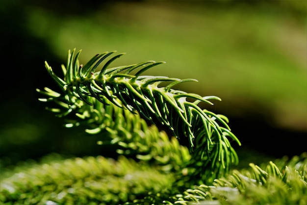 Foto prossimo piano di un pino