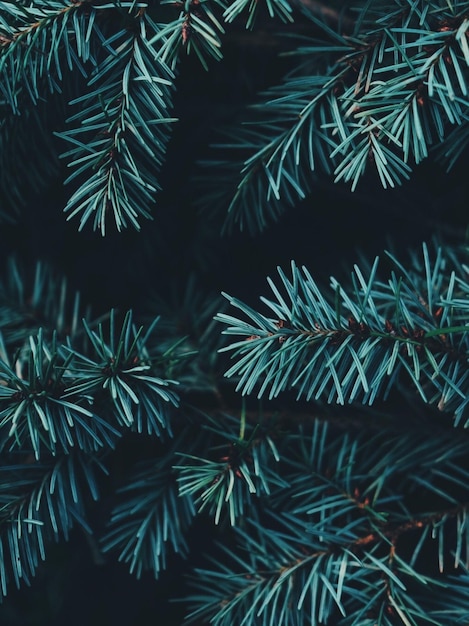 Photo close-up of pine tree