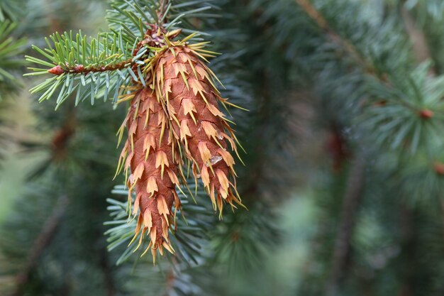 Photo close-up of pine tree