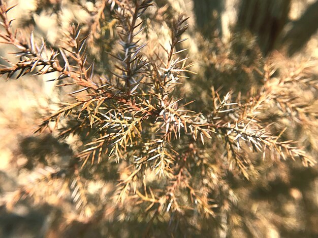 Close-up of pine tree