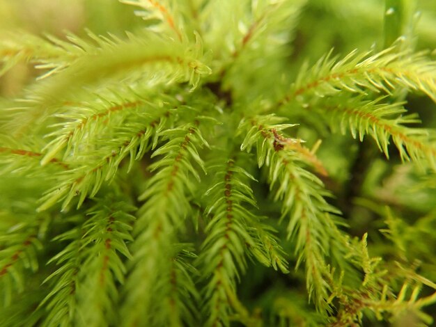 Photo close-up of pine tree