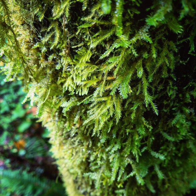 Close-up of pine tree