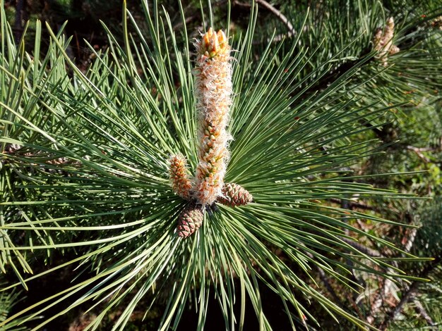 Close-up of pine tree