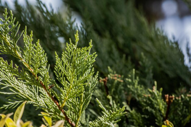 Close-up of pine tree