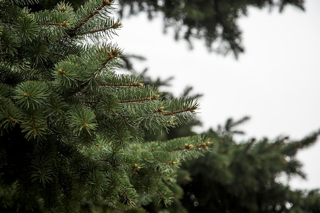 Photo close-up of pine tree