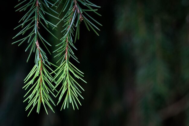 Foto un primo piano di un pino