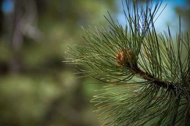 Photo close-up of pine tree