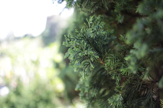 Photo close-up of pine tree