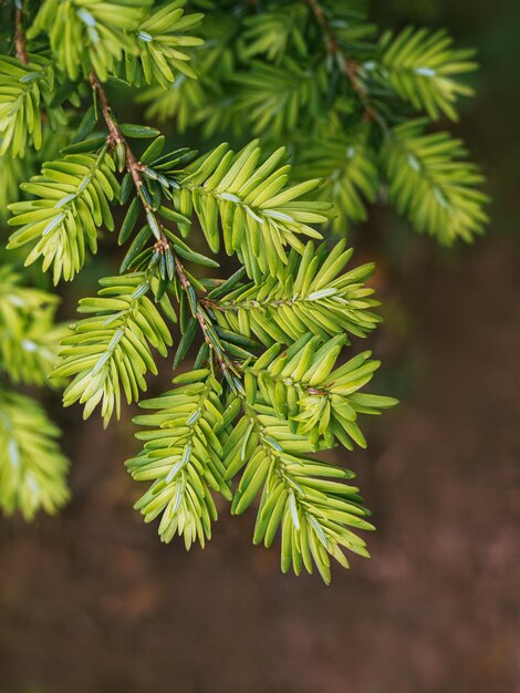 Foto prossimo piano di un pino