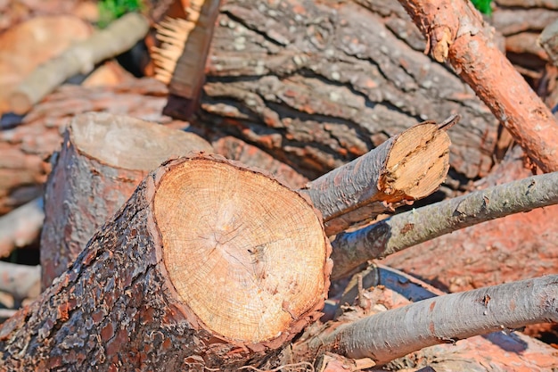 Close up of a pine trunk in a wood shell