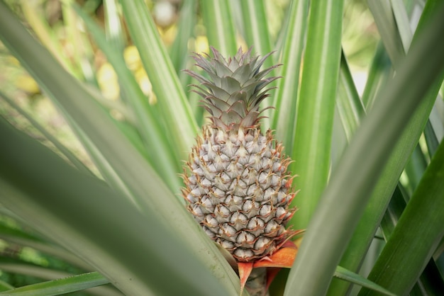 Close up on pineapple fruit plantation